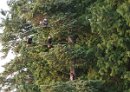 IMG_2914 * A family of Bald Eagles waiting for dinner * 1728 x 1152 * (760KB)