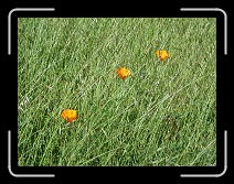 DSCN2203 * 1024 x 768 * (345KB)