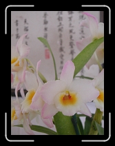 DSCN3967 * 1536 x 2048 * (1.18MB)