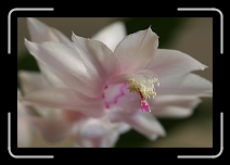 IMG_0602 * 1728 x 1152 * (583KB)
