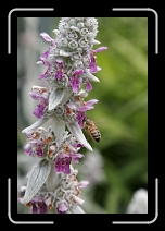 IMG_8986 * 1728 x 1152 * (709KB)