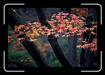 blackMaple * 2400 x 1600 * (4.18MB)