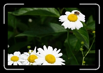 _MG_4021a * 800 x 533 * (252KB)
